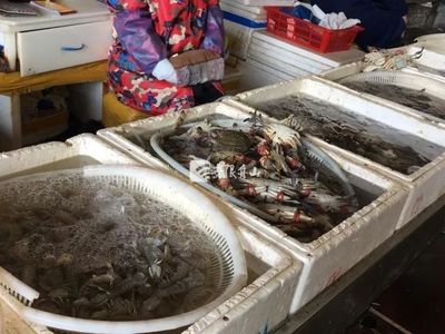 節后市場觀察 菜價回落水產品降價，農產品供需趨穩